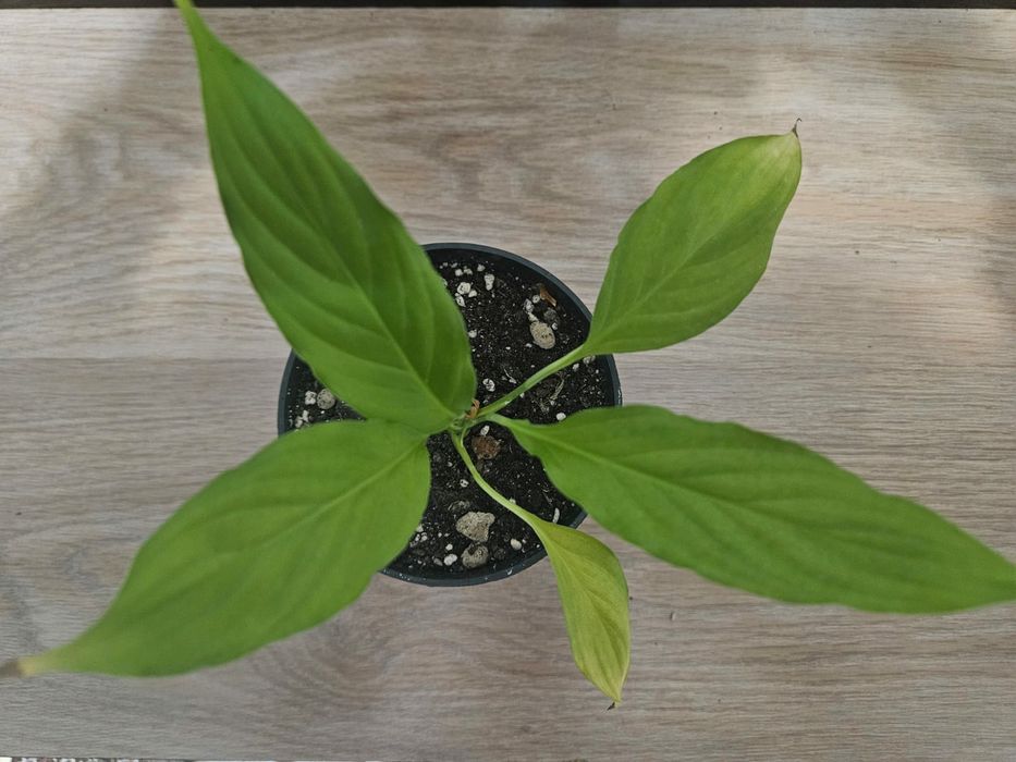 Цветок Женское счастье