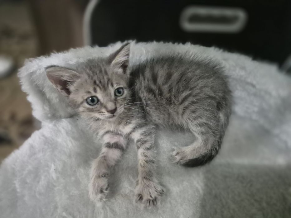 Отдам котят только в ответственные руки