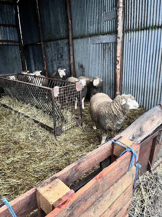 Mieluțe si Berbeci de île de France