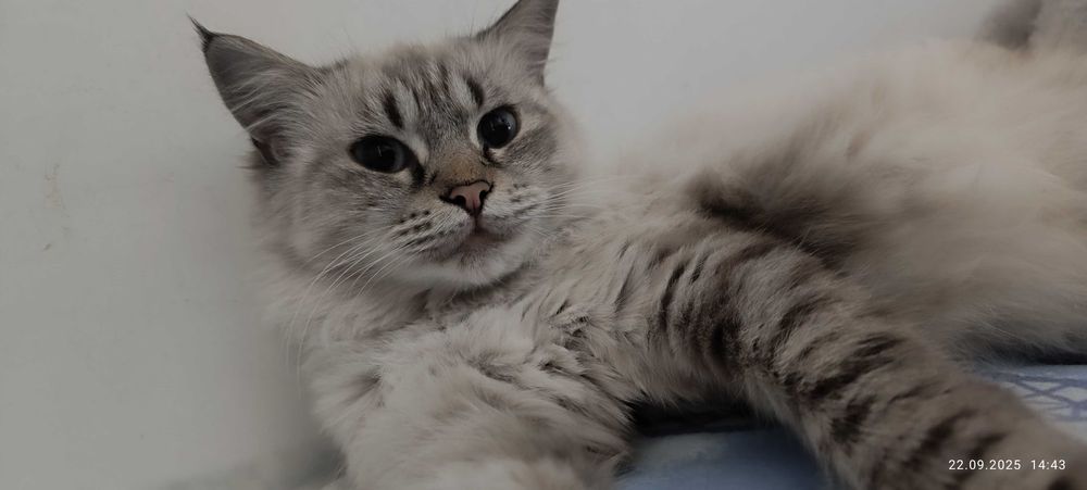 Продам кошку срочно
