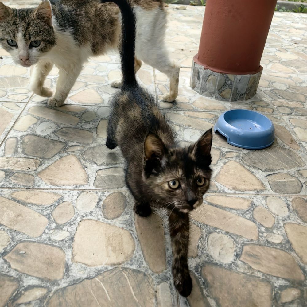 Подарявам малко коте