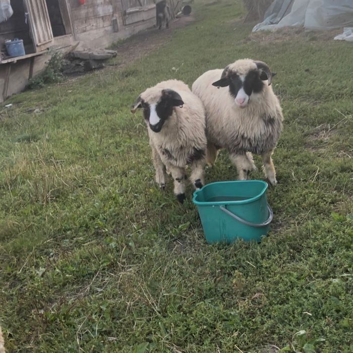 Vând mielute și berbecuți