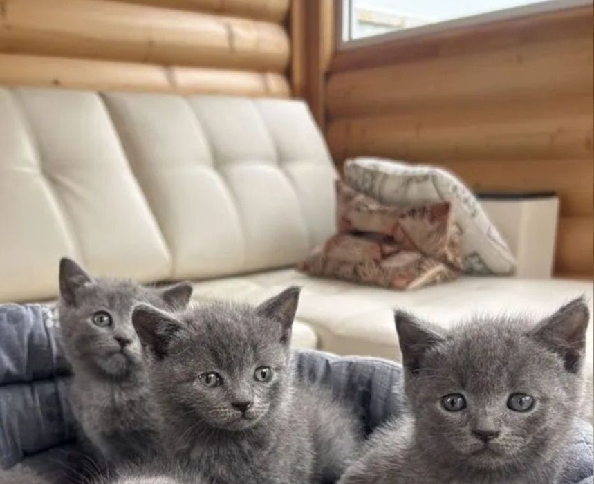 Шотландские котята девочки, 1.5 мес цены 20-15 тыс