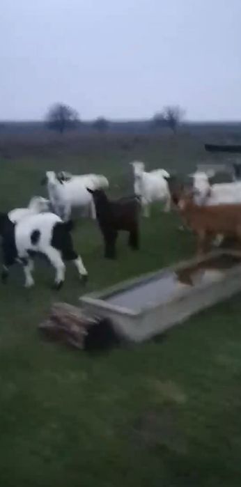 Capre de vânzare sau la schimb