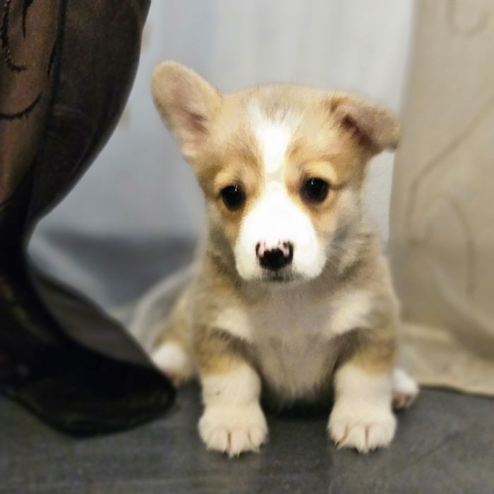 Fetita Corgi Pembroke FCI