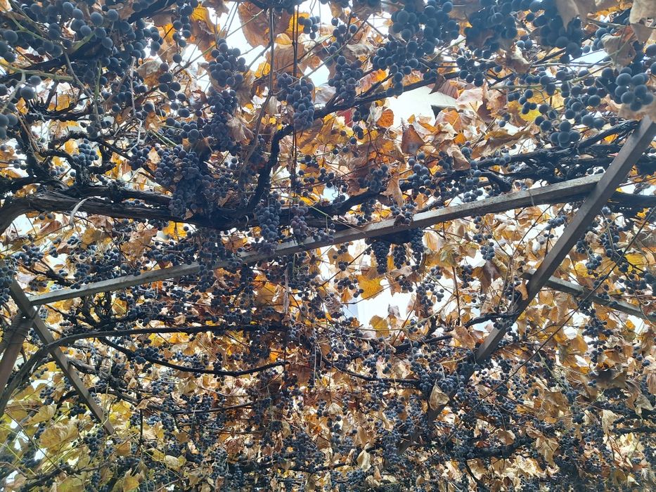 Struguri de vin/masă