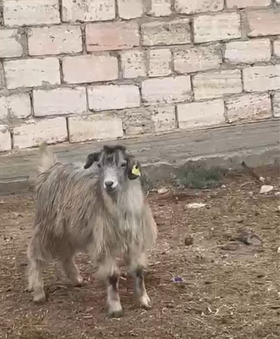 Шыбыштар сатылады