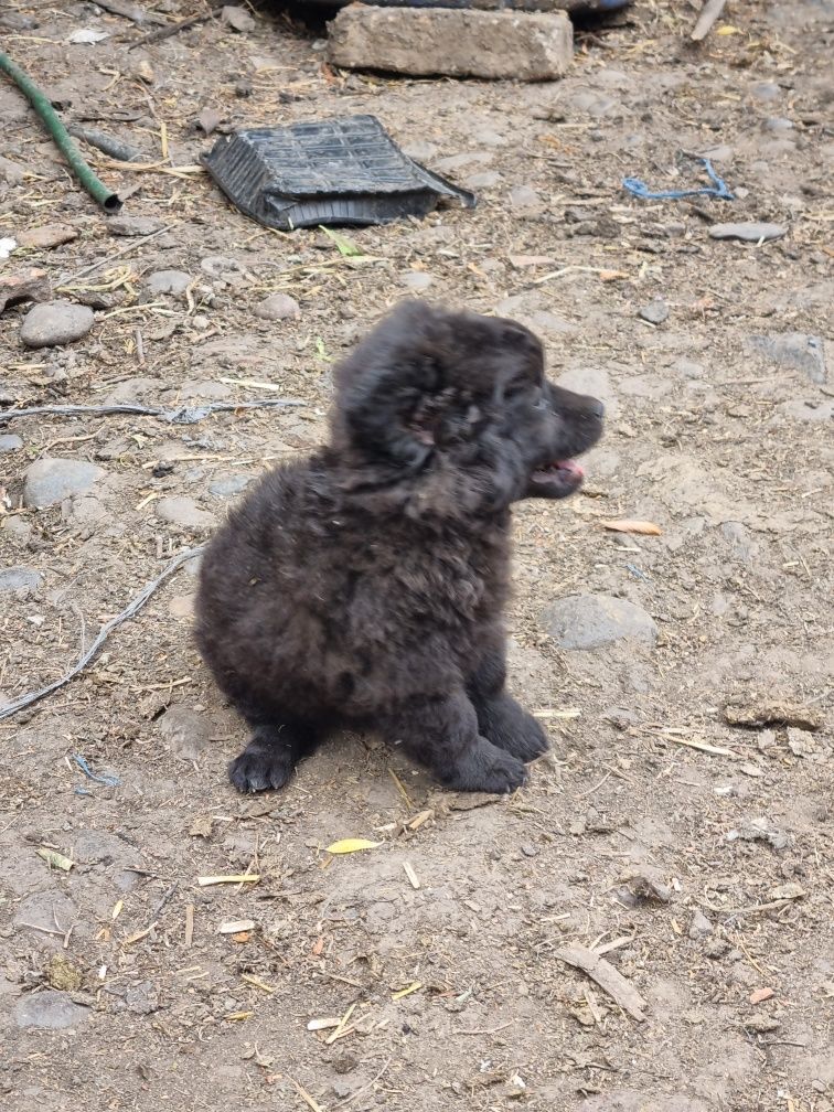 Cățeluși spre adopție.