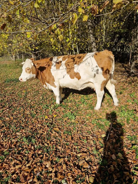 Vind vaca gestanta in virsta de 5 ani!