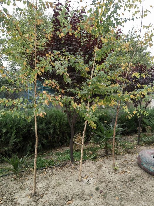 Продаётся Берёза 2.5 метра