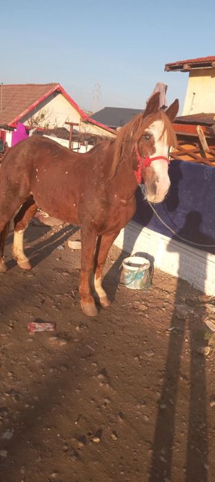 Vand cal de tras sau de ham