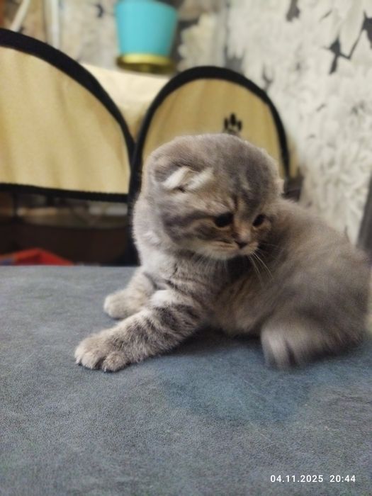 Продаются шотландские котята!