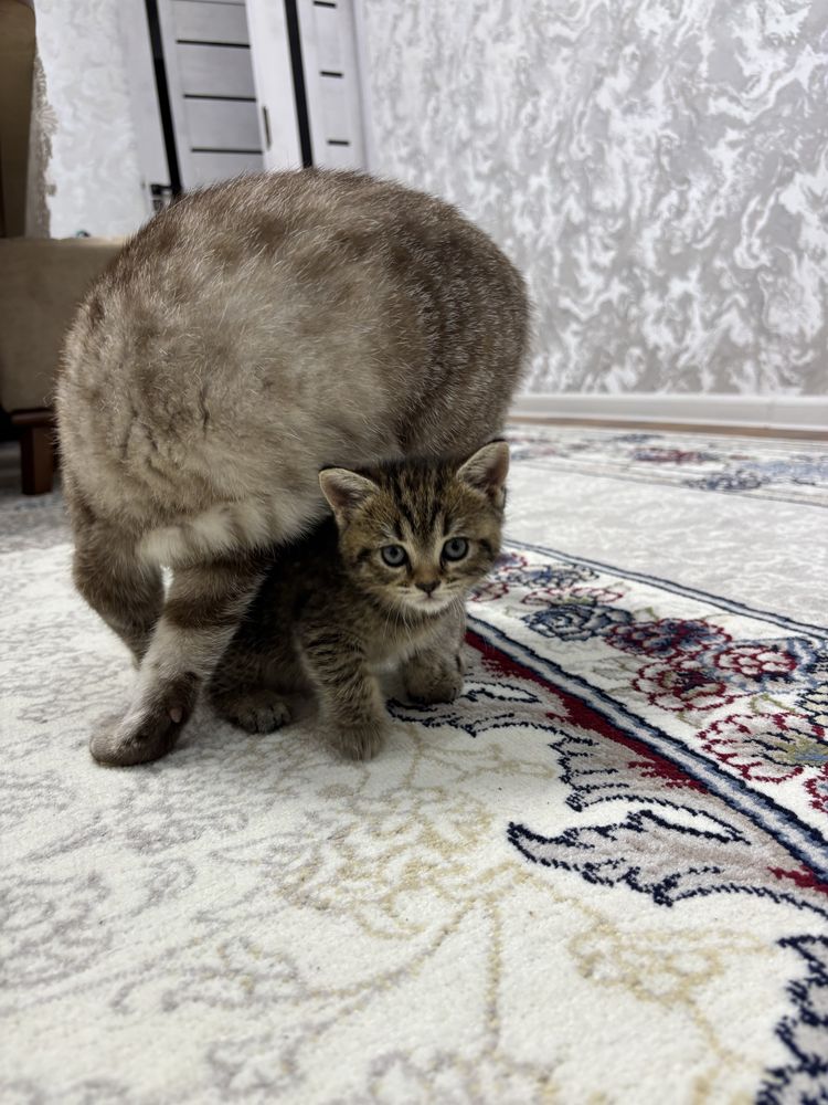 Продам Котенка, Скоттиш-страйт с окрасом Табби (Девочка)