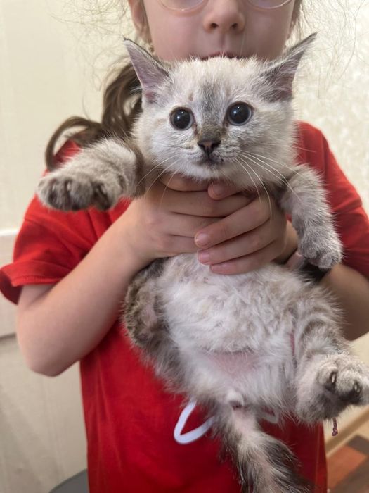 Отдам котенка, срочно