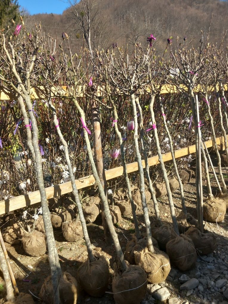 Plante ornamentale livrez la domiciliu