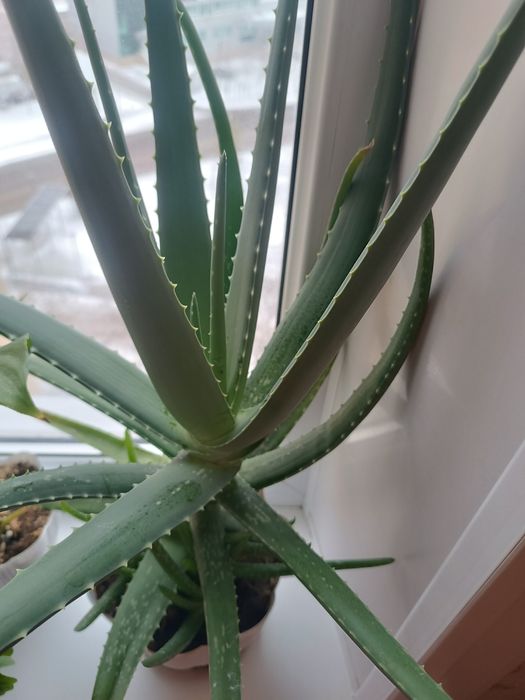 Продам Комнатные цветы