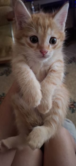 Котёнок бесплатно