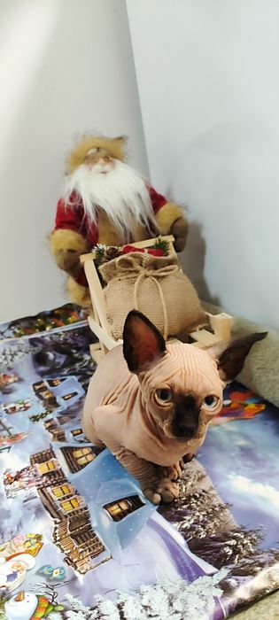 Канадски  Сфинкс