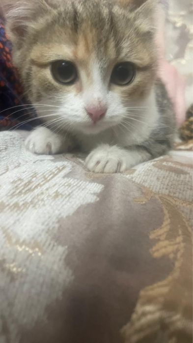 Уй мысыктары таза