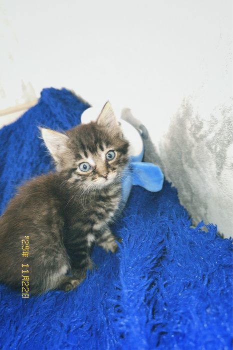 Отдам котенка в добрые руки,