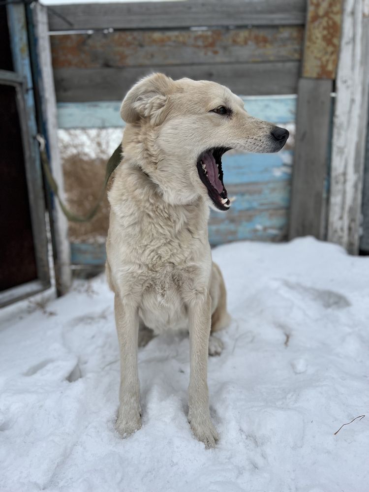 Собака в хорошие руки