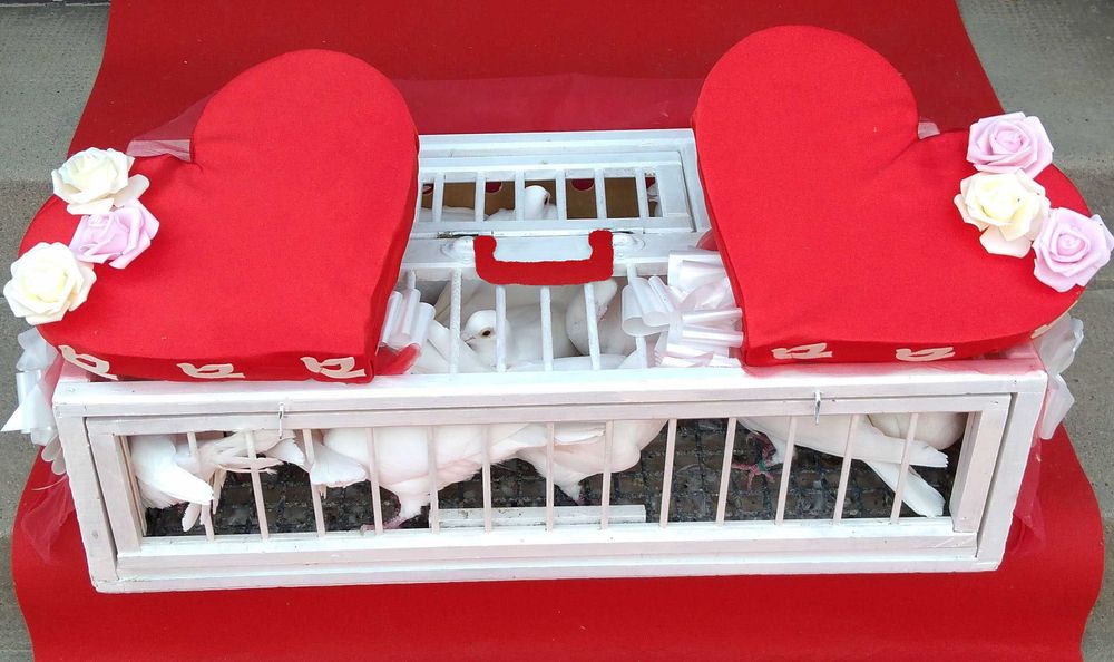 Porumbei Albi Nunta Arad