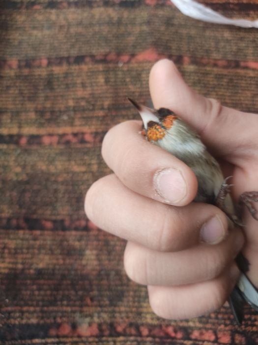 Sava va repl sotiladi