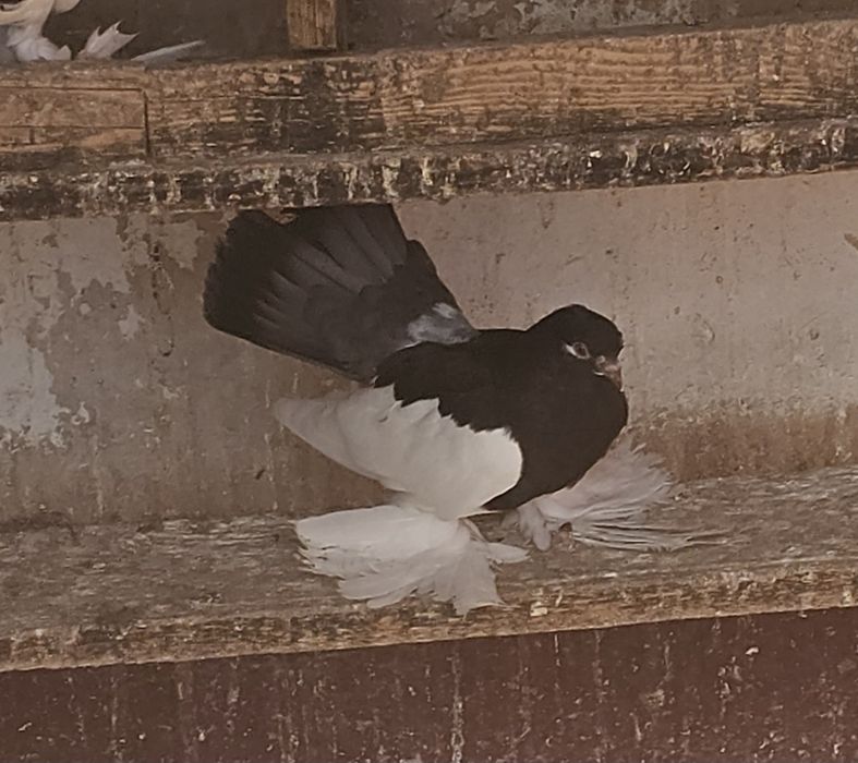 Vând jucători de Volga