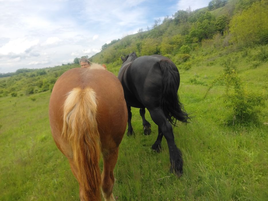 Vand mânz armasar/ NU FAC SCHIMB