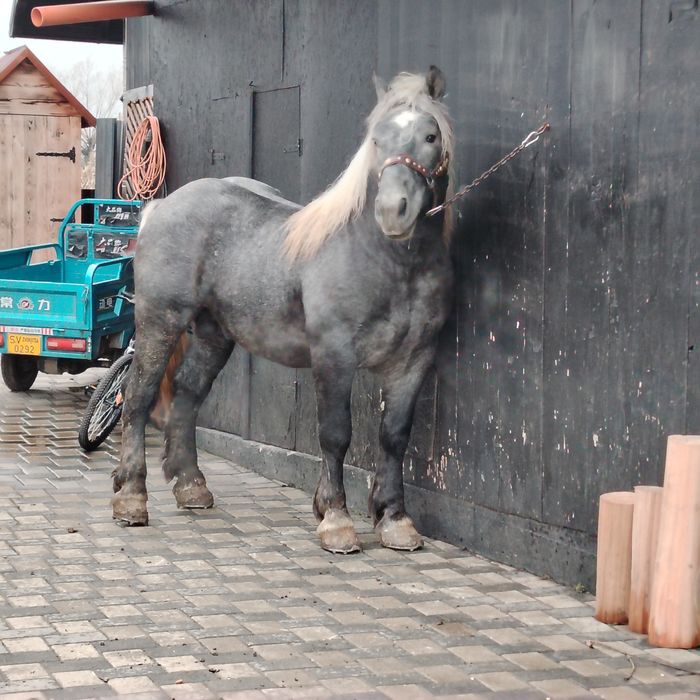 De vânzare Mânz de 2 ani