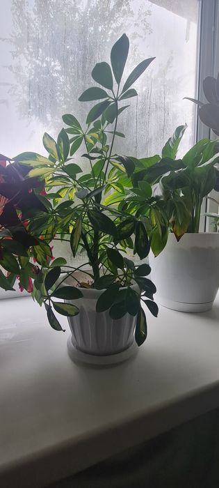 Комнатные растения