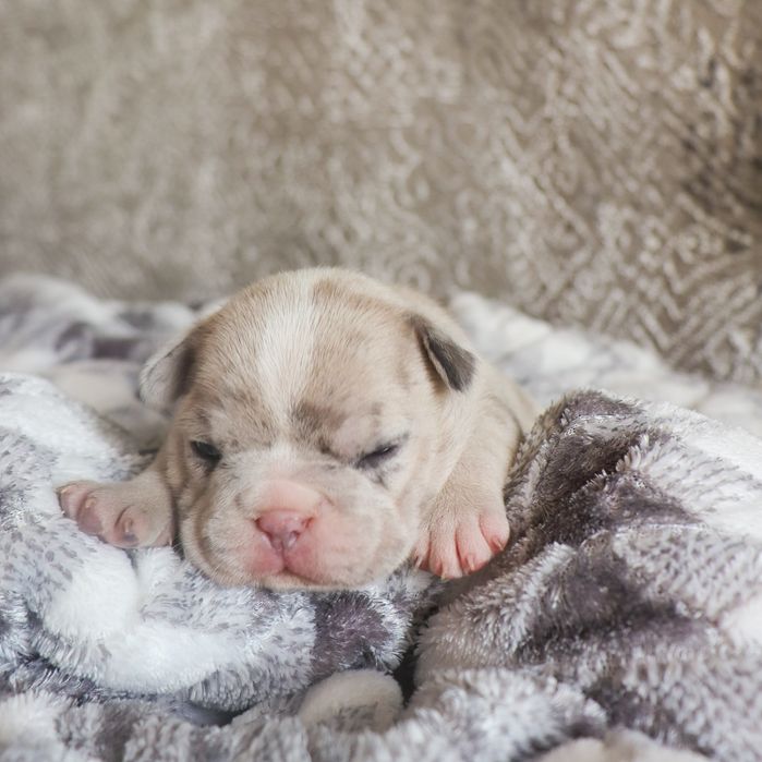 Французские бульдожки