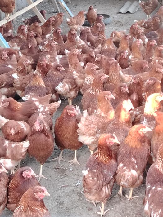 Ломан браун тауықтар сатылады.120бас,  бағасы 3200тг. жұмыртқа туып ба