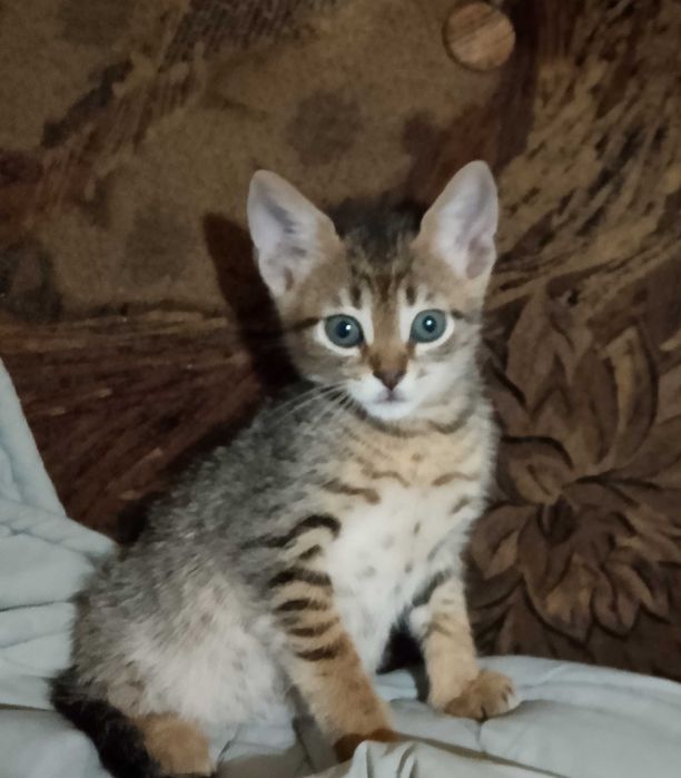 Котета - град Павликени