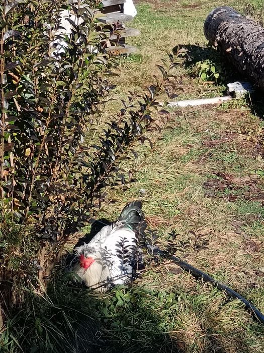 Vând cocoși diferite rase.