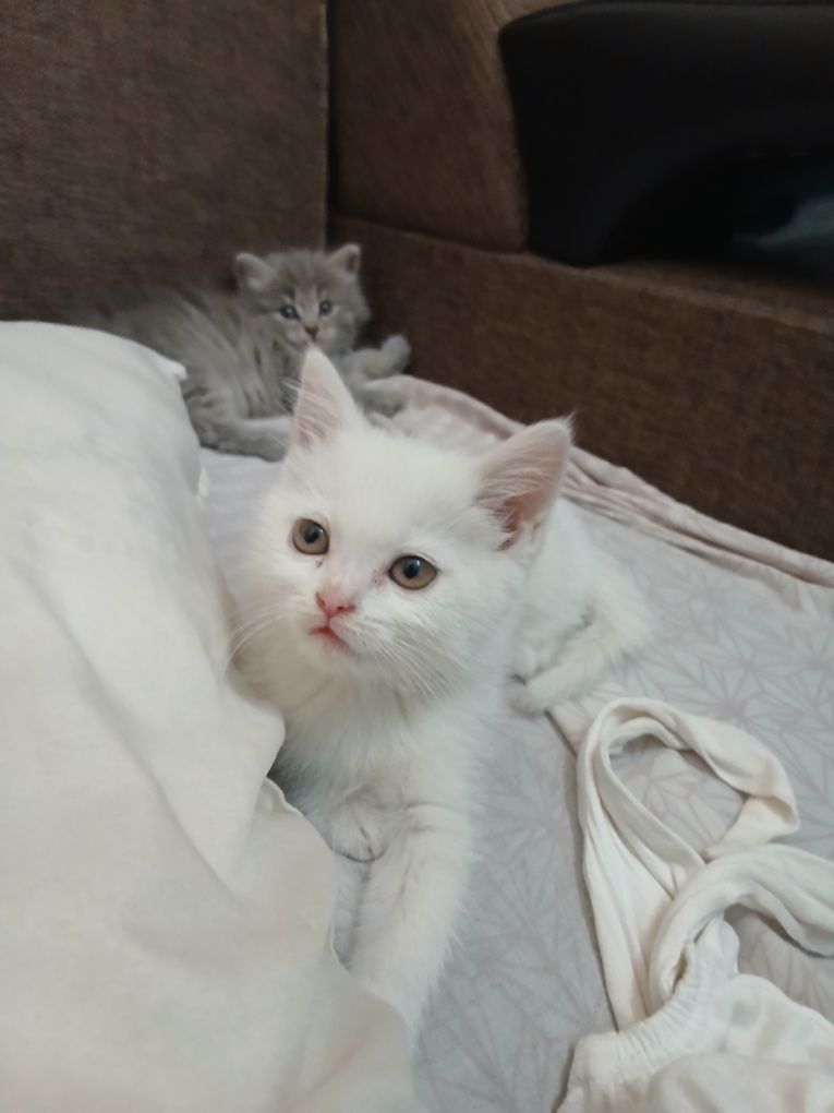 Срочно продаются котята