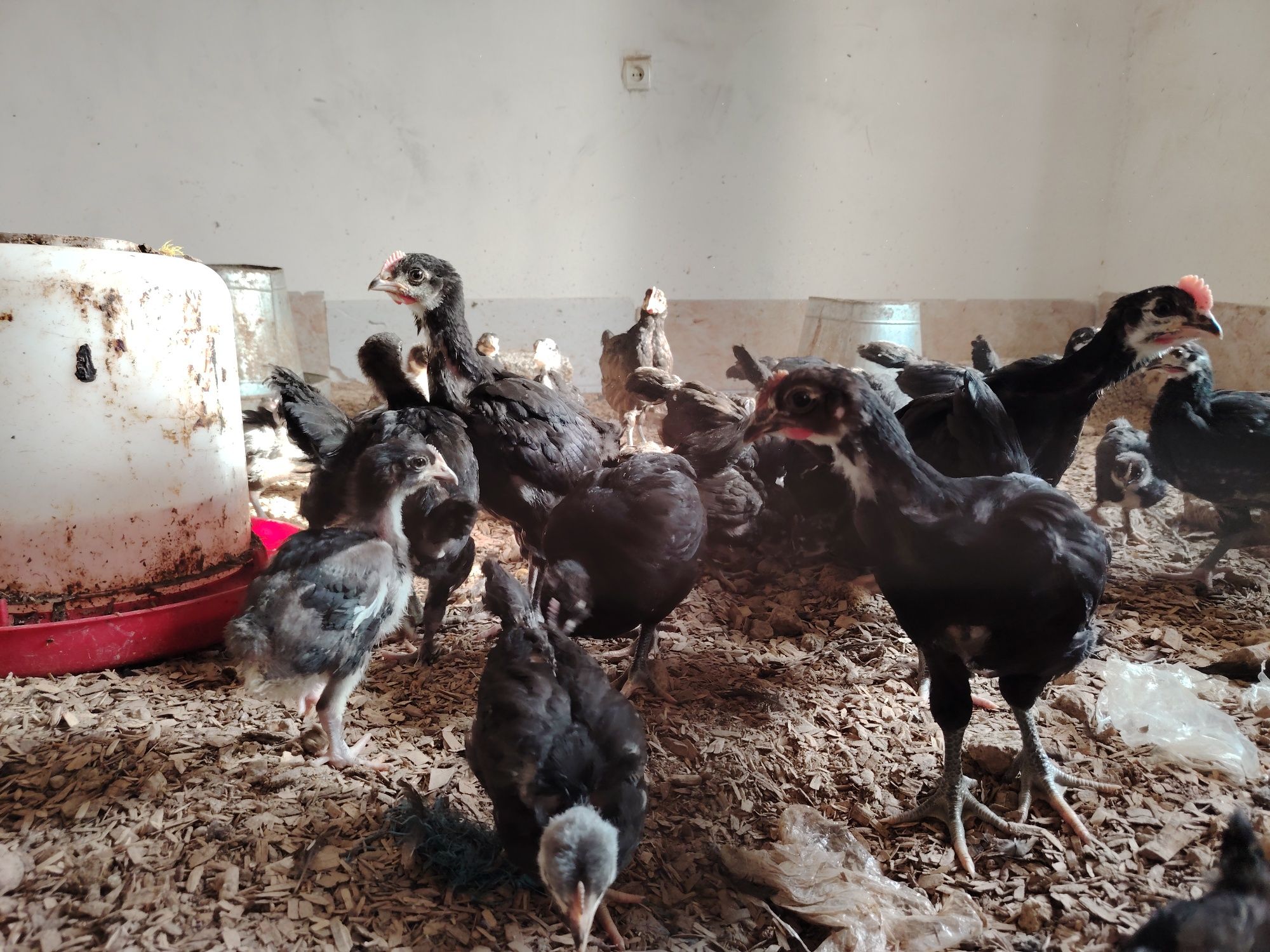 Кора шахзода 15 кунлик