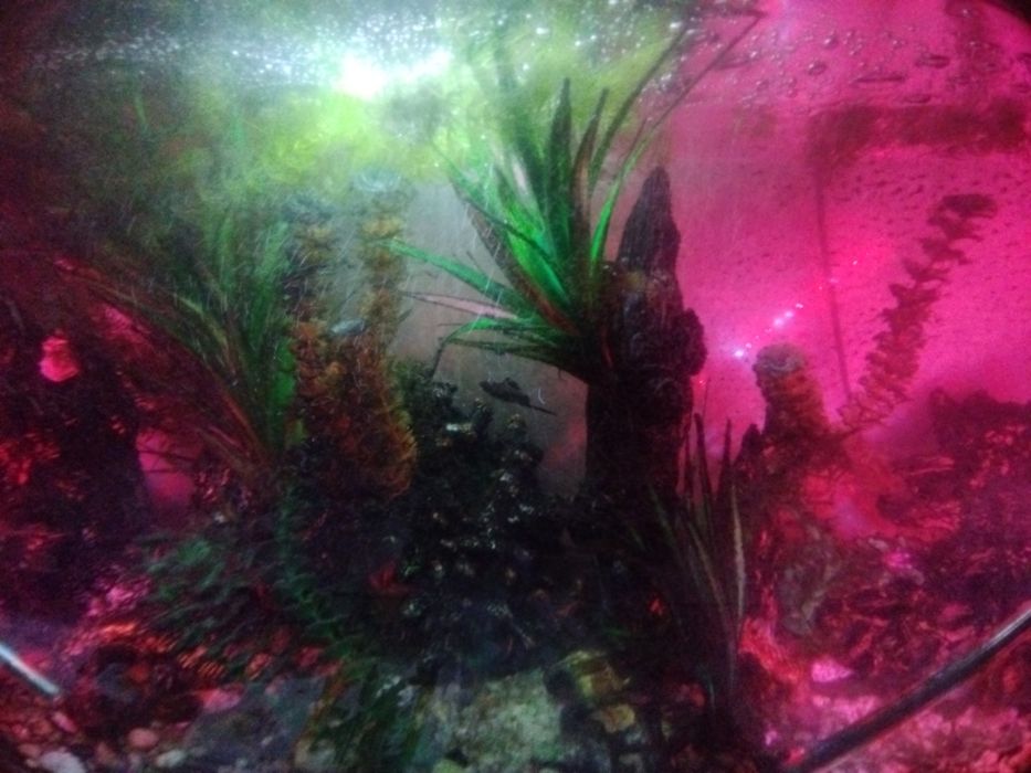 Акварюм с рыбами