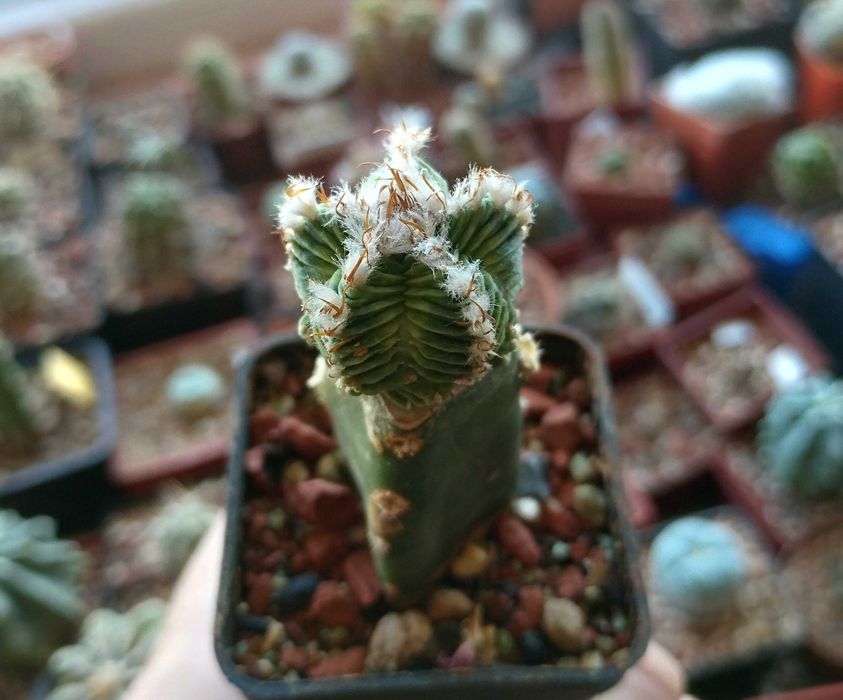 Кактуси и сукуленти, ценни видове, колекционерски екземпляри.