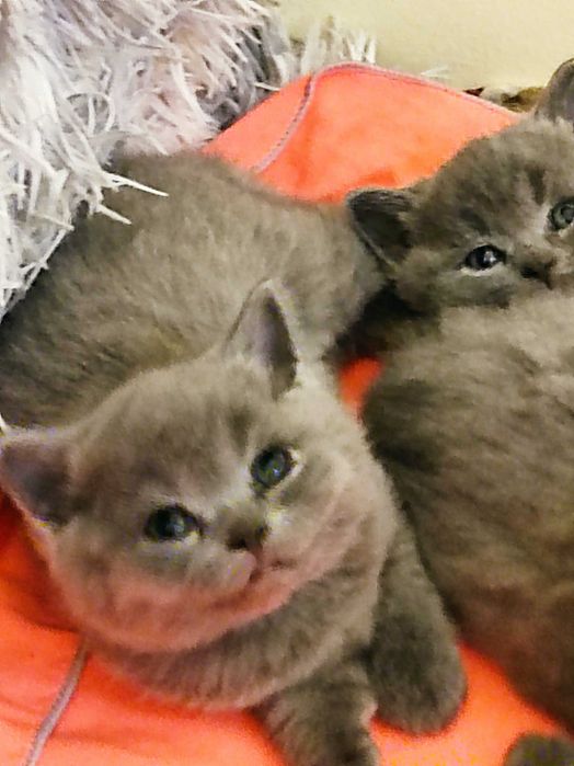 Британски котенца