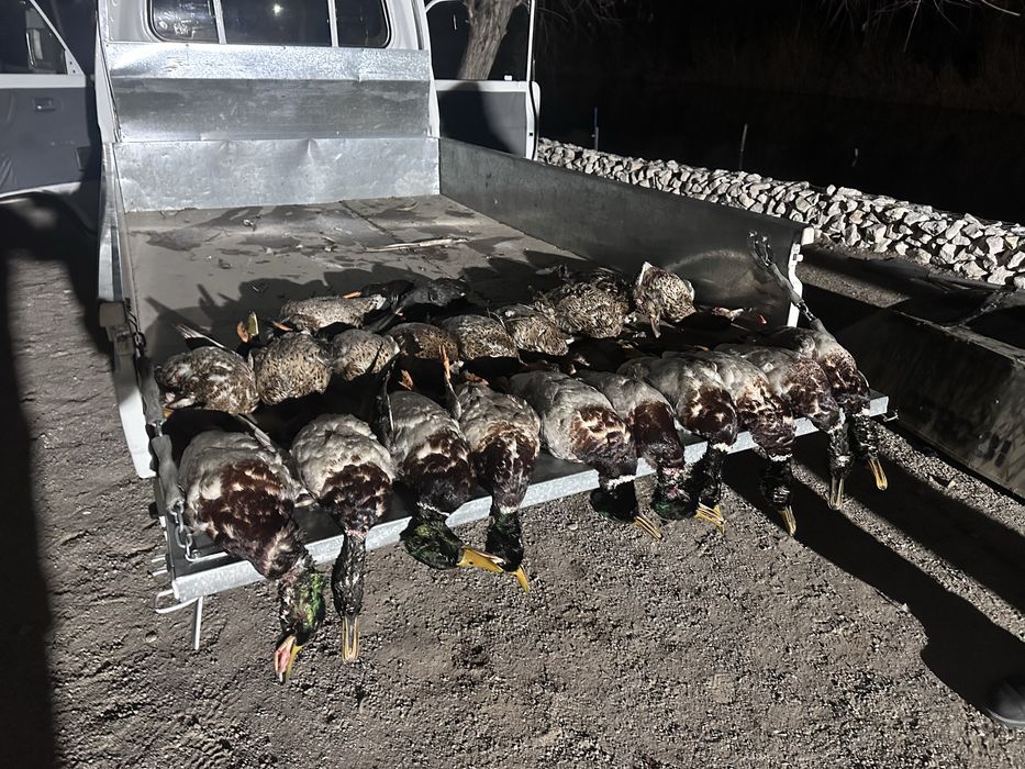 Yovvoyi o’rdak fazan tustovuq quyon go’shtlari. Дич. Dich