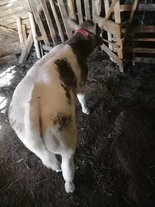 Vand vitea de o luna jumătate si un tauras de o luna