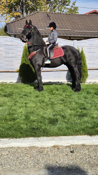 Armasar friesian pt copii- cal de scoala