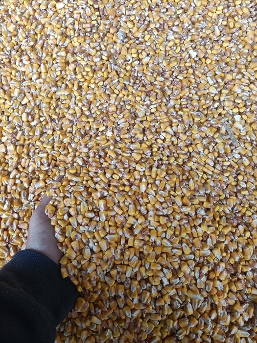 Vând 150 tone de porumb