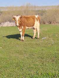 Молодую корову с тёленкам