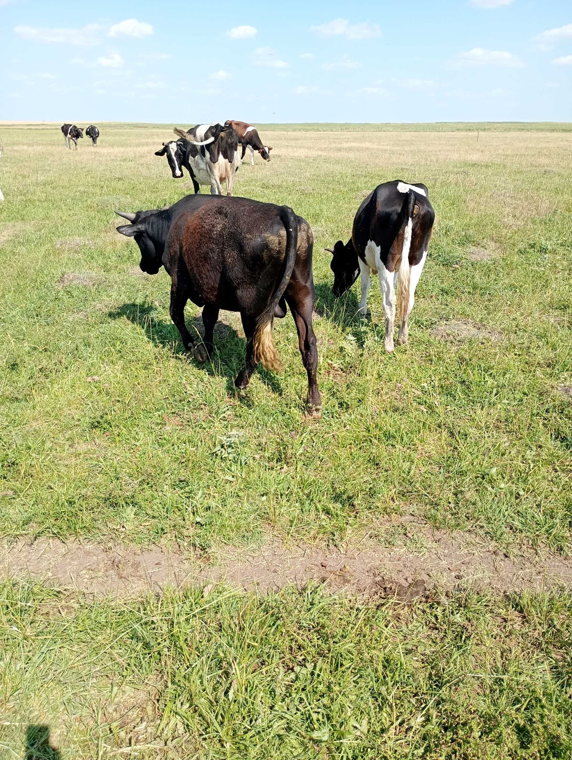 Vitei mari la 100 150/200 kg in carcasă sau in viu