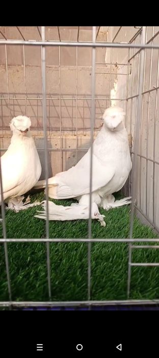 Kabutar gulbodomla sotiladi