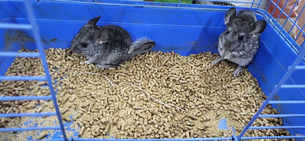 Шиншиллы разных окрасов