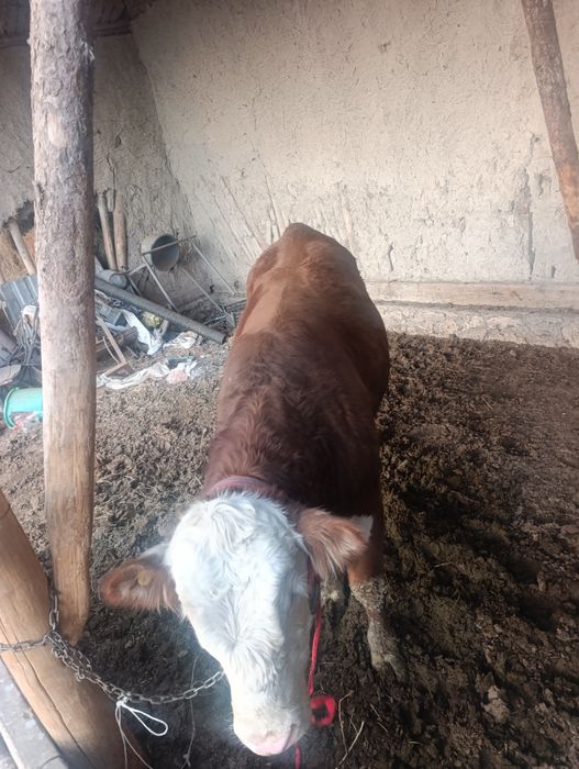 Сотилади срочно гов