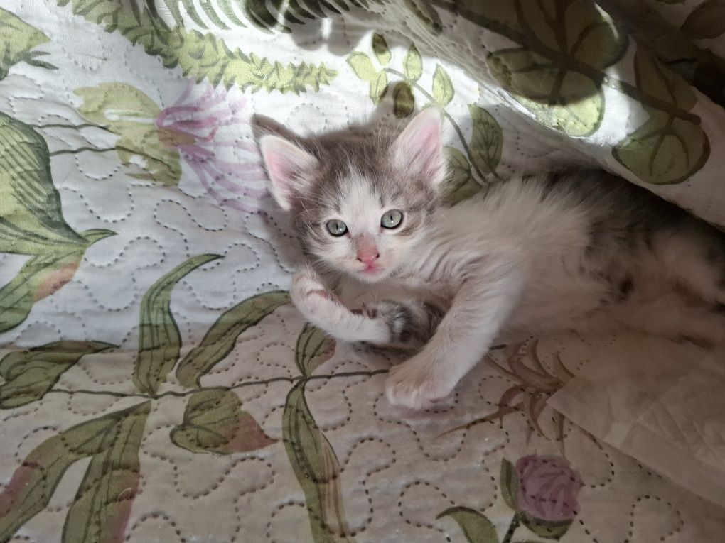 Търсим любящ дом за 3 месечни котенца!